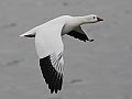 Vorschaubild Zwergschneegans