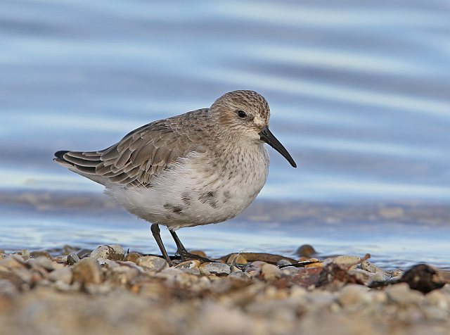 Alpenstrandläufer &copy; Christoph Moning