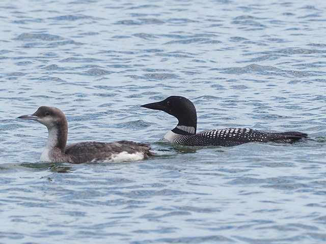 Eistaucher &copy; Franz Fischer