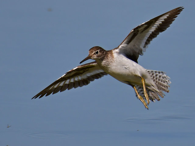 Flussuferläufer &copy; Norbert Estner