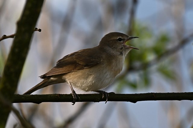 Gartengrasmücke &copy; Peter Ginzinger