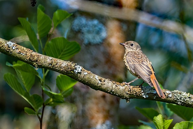 Gartenrotschwanz © Carl-Peter Herbolzheimer