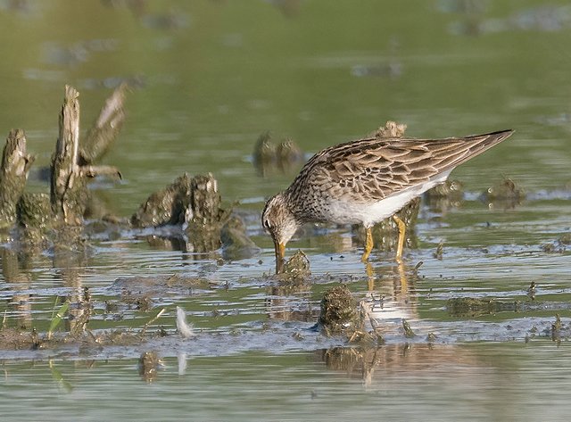 Graubrust-Strandläufer © Carl-Peter Herbolzheimer