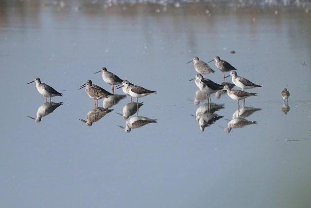 Grünschenkel © Winfried Erlwein