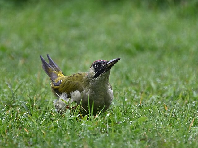 Grünspecht &copy; Peter Ginzinger