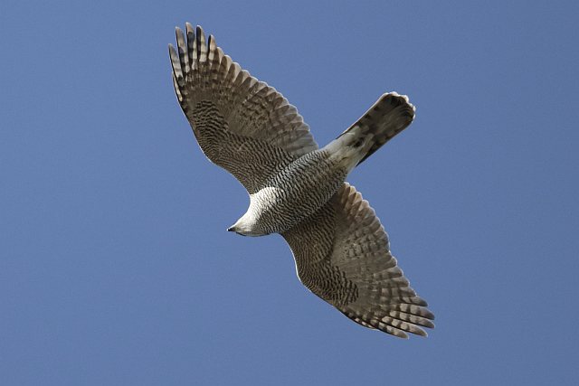 Habicht © Arnold Schuchter