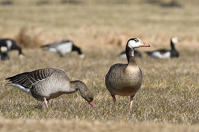 Hybride &copy; Peter Ginzinger