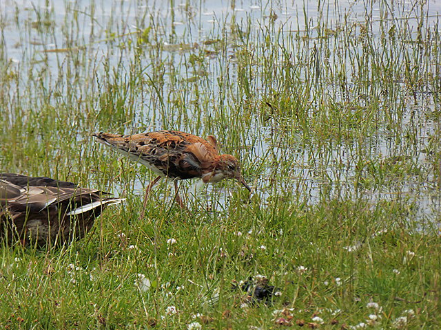 Kampfläufer &copy; Michel Gengler