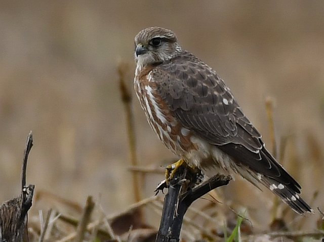 Merlin © Norbert Estner