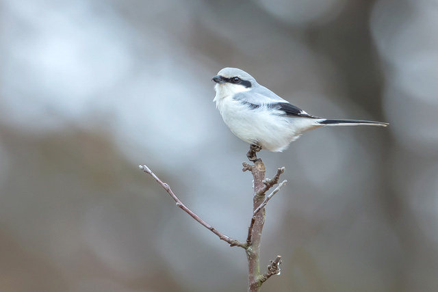 Raubwürger © Gunther Zieger