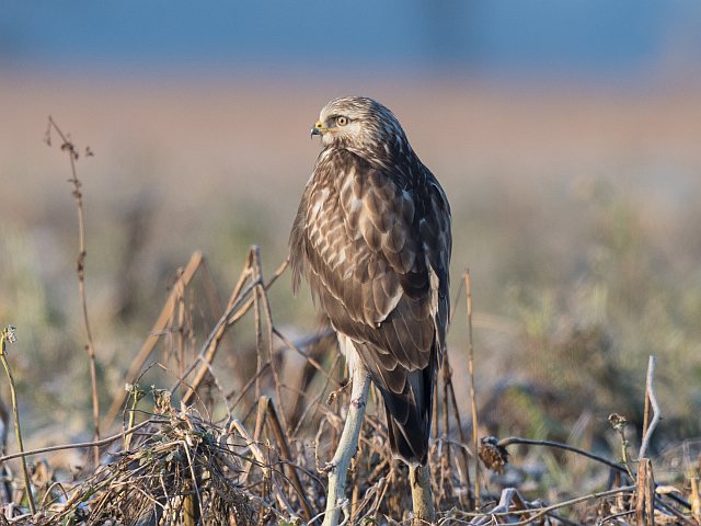 Raufußbussard © Jörg Langenberg