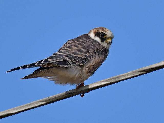 Rotfußfalke &copy; Norbert Estner