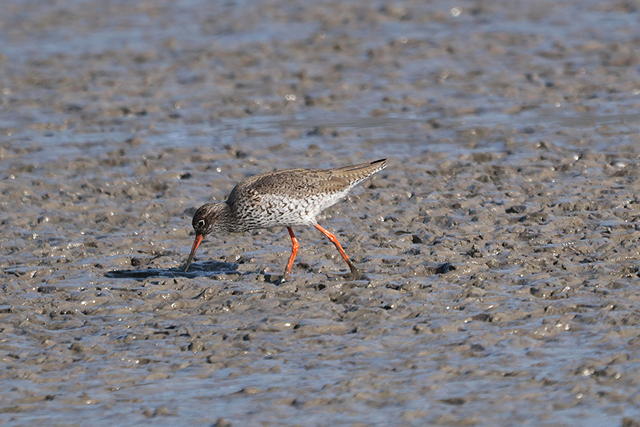 Rotschenkel &copy; Winfried Erlwein