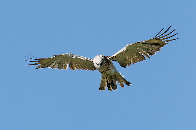 Schlangenadler © Winfried Erlwein