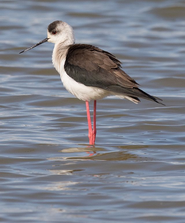 Stelzenläufer &copy; Christian Haass