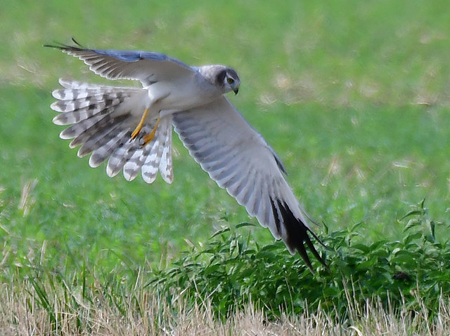 Steppenweihe &copy; Norbert Estner