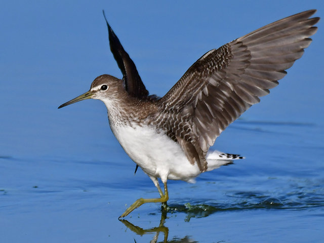 Waldwasserläufer &copy; Norbert Estner