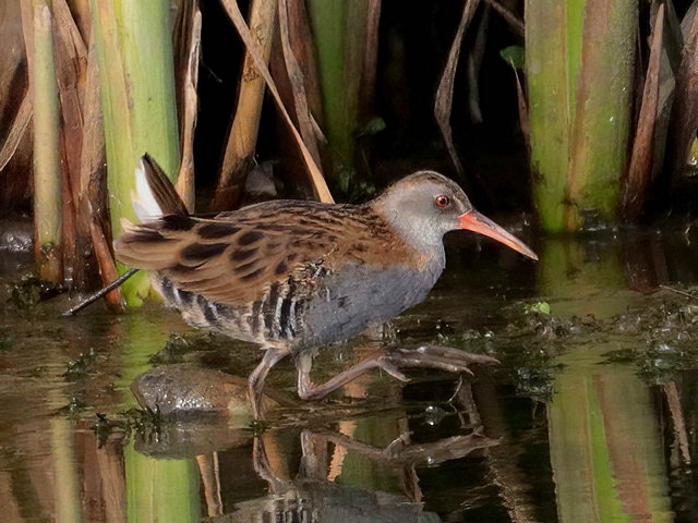 Wasserralle &copy; Winfried Erlwein