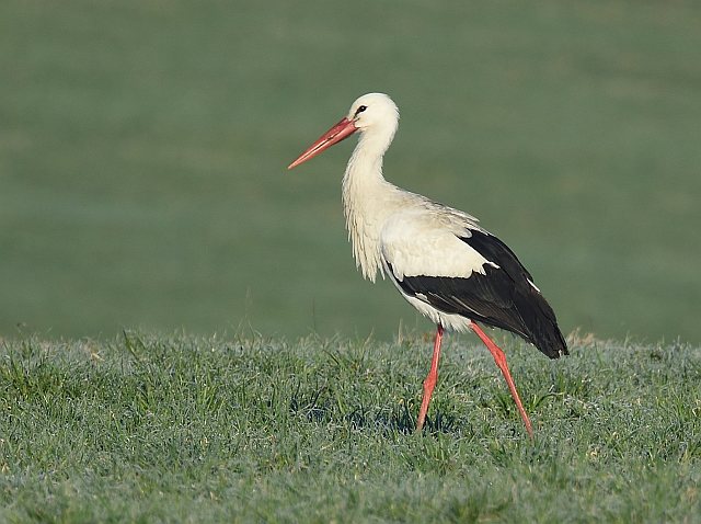 Weißstorch © Peter Ginzinger