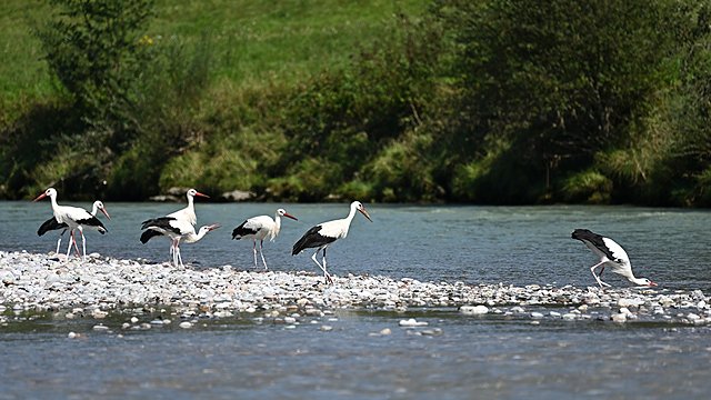 Weißstorch &copy; Peter Ginzinger