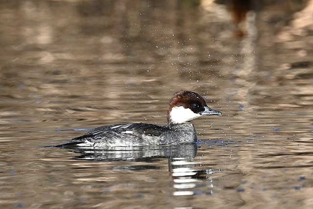 Zwergsäger &copy; Peter Ginzinger