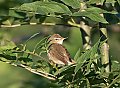 Vorschaubild Buschrohrsänger
