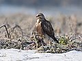 Vorschaubild Raufußbussard