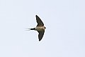Vorschaubild Rötelschwalbe
