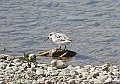 Vorschaubild Sanderling