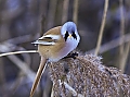 Vorschaubild Bartmeise