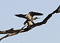Vorschaubild Baumfalke