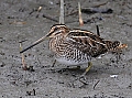 Vorschaubild Bekassine