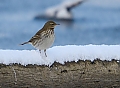 Vorschaubild Bergpieper