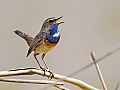 Vorschaubild Blaukehlchen