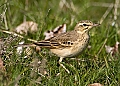 Vorschaubild Brachpieper