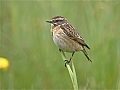 Vorschaubild Braunkehlchen