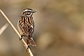 Vorschaubild Braunkehlchen