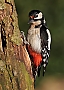 Vorschaubild Buntspecht