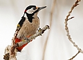 Vorschaubild Buntspecht