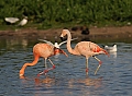 Vorschaubild Chileflamingo