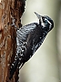 Vorschaubild Dreizehenspecht