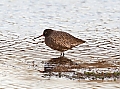 Vorschaubild Dunkler Wasserläufer