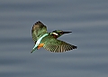 Vorschaubild Eisvogel Vorschaubild Eisvogel