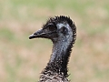 Vorschaubild Emu Vorschaubild Emu