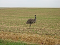 Vorschaubild Emu