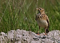 Vorschaubild Feldlerche