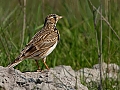 Vorschaubild Feldlerche