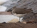 Vorschaubild Waldwasserläufer