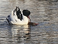 Vorschaubild Gänsesäger