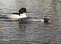 Vorschaubild Gänsesäger